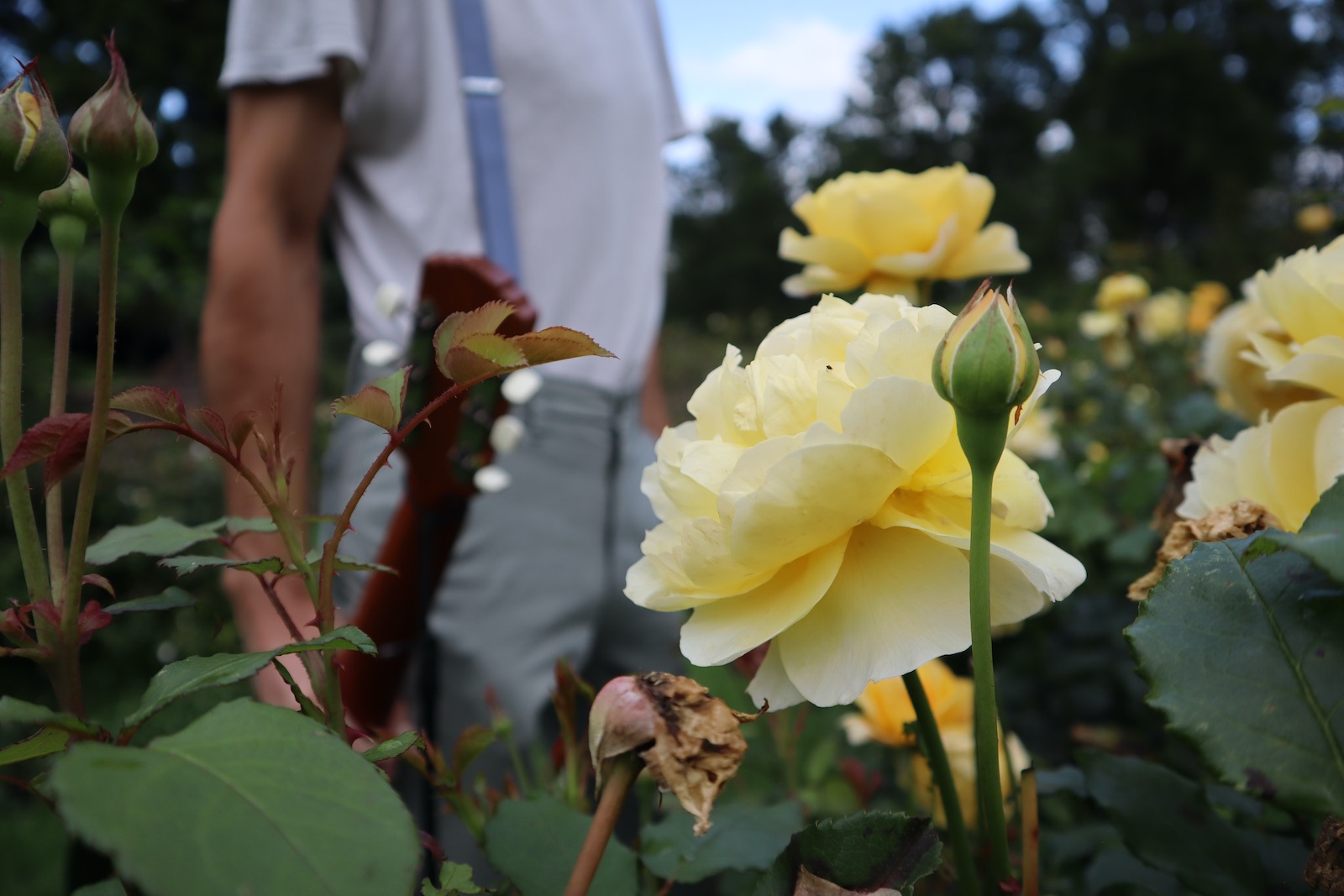 Jake Morgan standing among yellow roses with guitar
